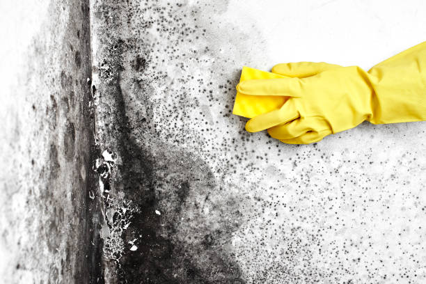 Attic Mold Removal in Avondale Estates, GA
