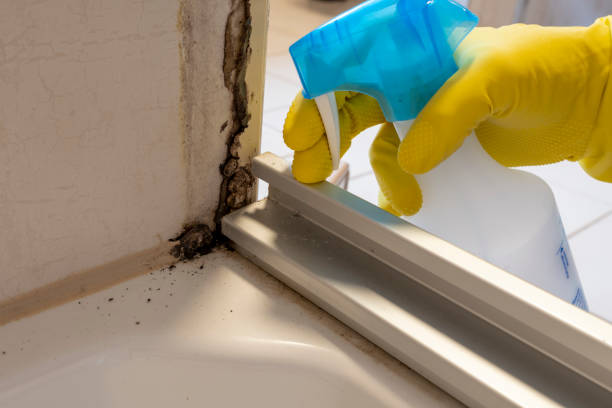Best Residential Mold Removal  in Avondale Estates, GA
