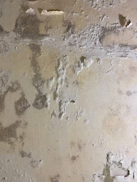Best Crawl Space Mold Removal  in Avondale Estates, GA